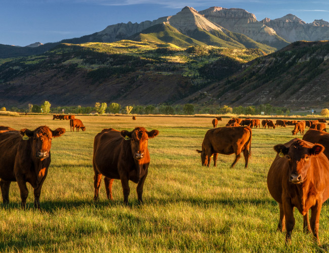 1031 Like-Kind Exchanges for Utah Farmers